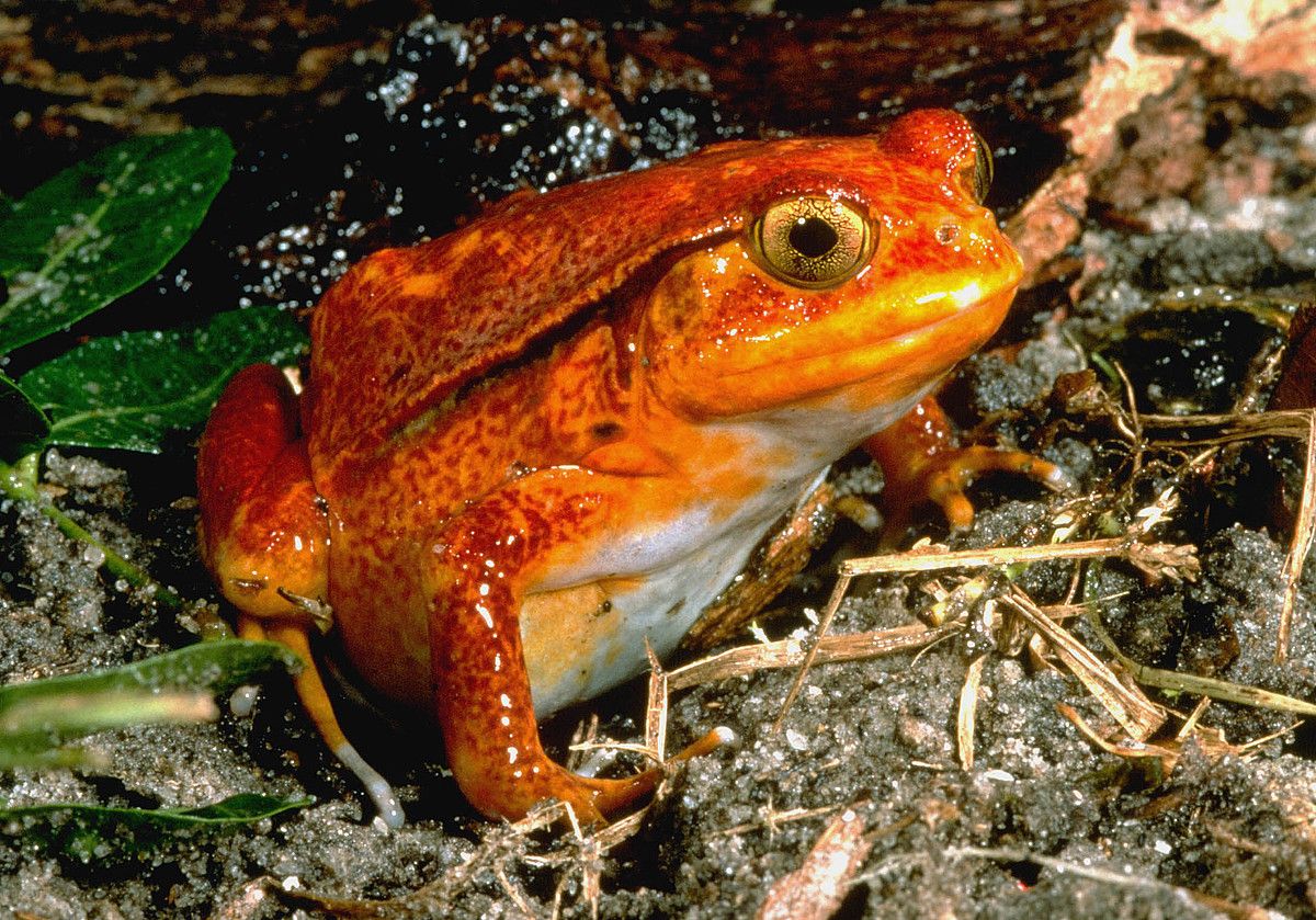 Ceratophrys ornata. Uruguain, Brasilen eta Argentinan aurki daitekeen igela da. GARIKOITZ UDABE.