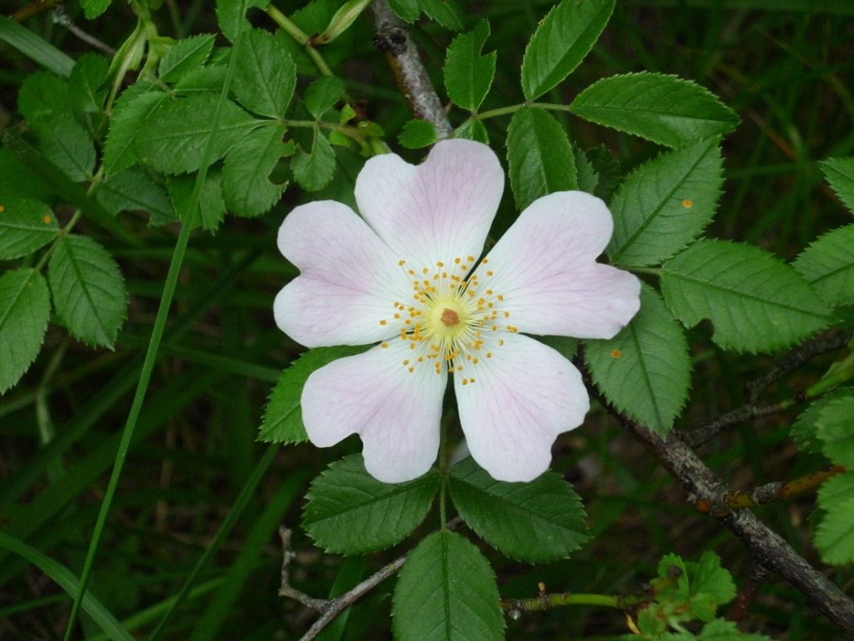 Arkakaratsa (Rosa gr. canina). JOSE LUIS REMON. Arkakaratsa (Rosa gr. canina). JOSE LUIS REMON.