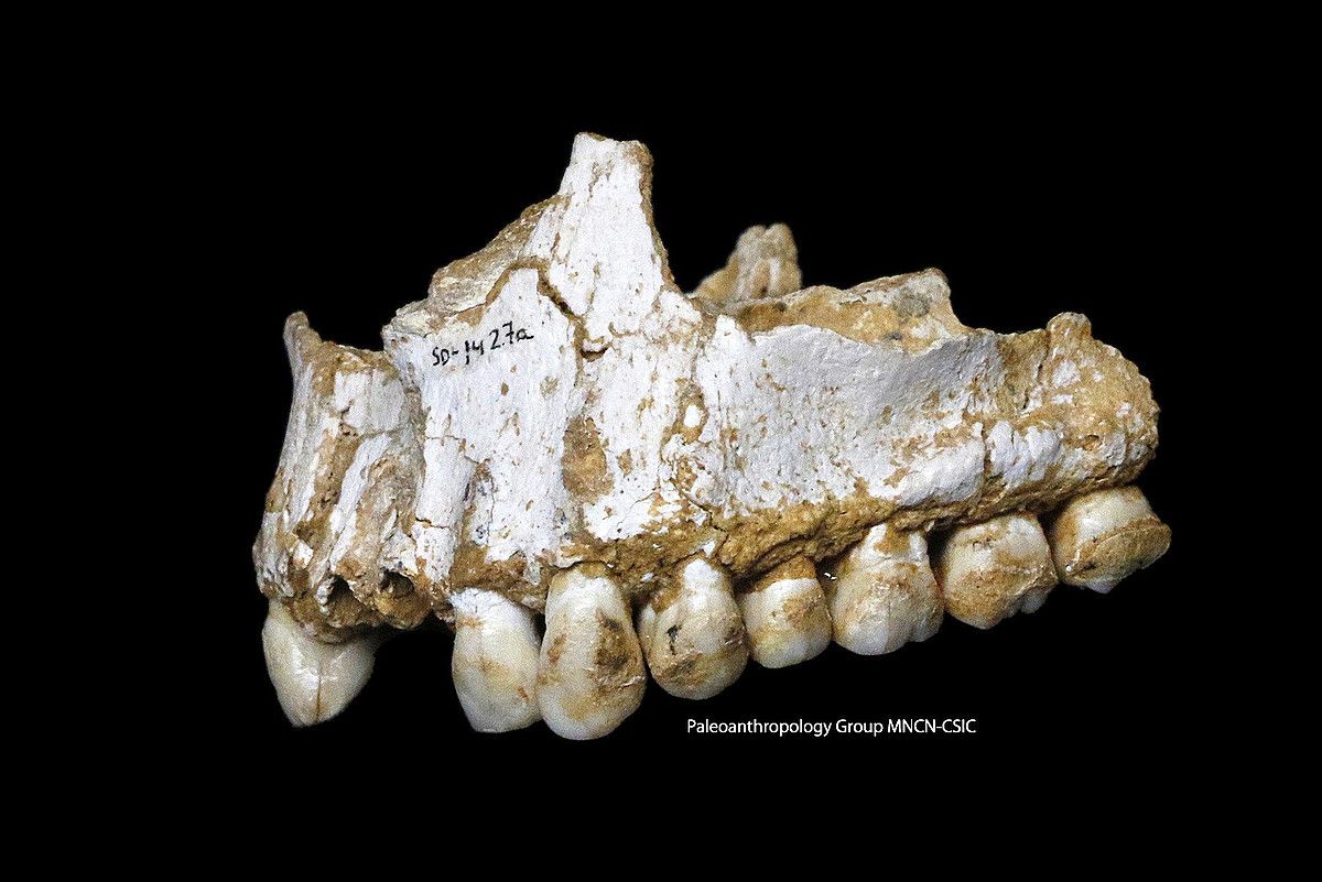 Paleoanthropology Group MNCN-CSIC ikerketa taldeak hedatutako argazkia; neandertalen masailezur bat da. ANTONIO ROSAS / EFE.