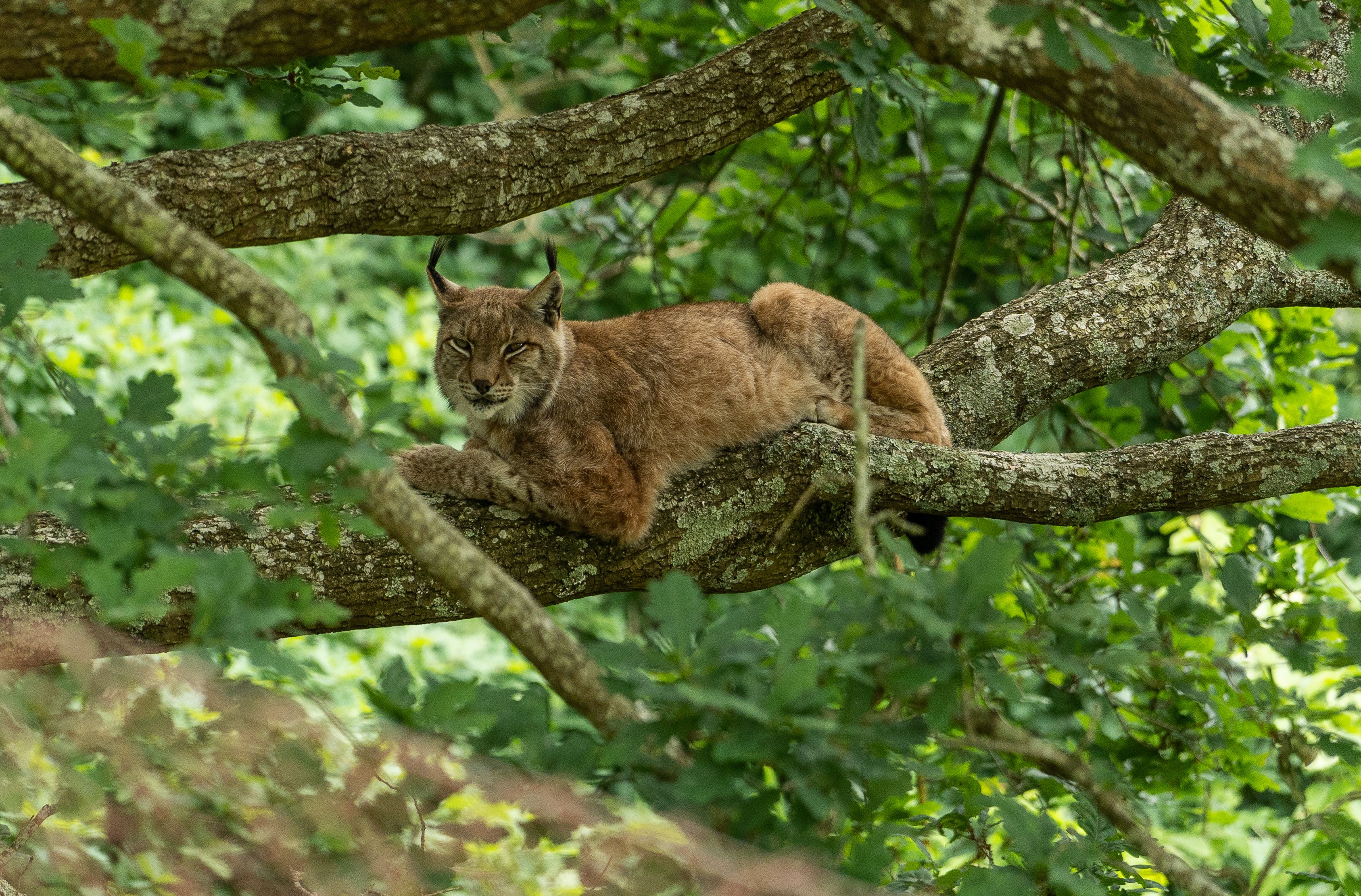 Karpin Fauna Karrantzako animaliak babesteko zentroko ipar katamaotza. 