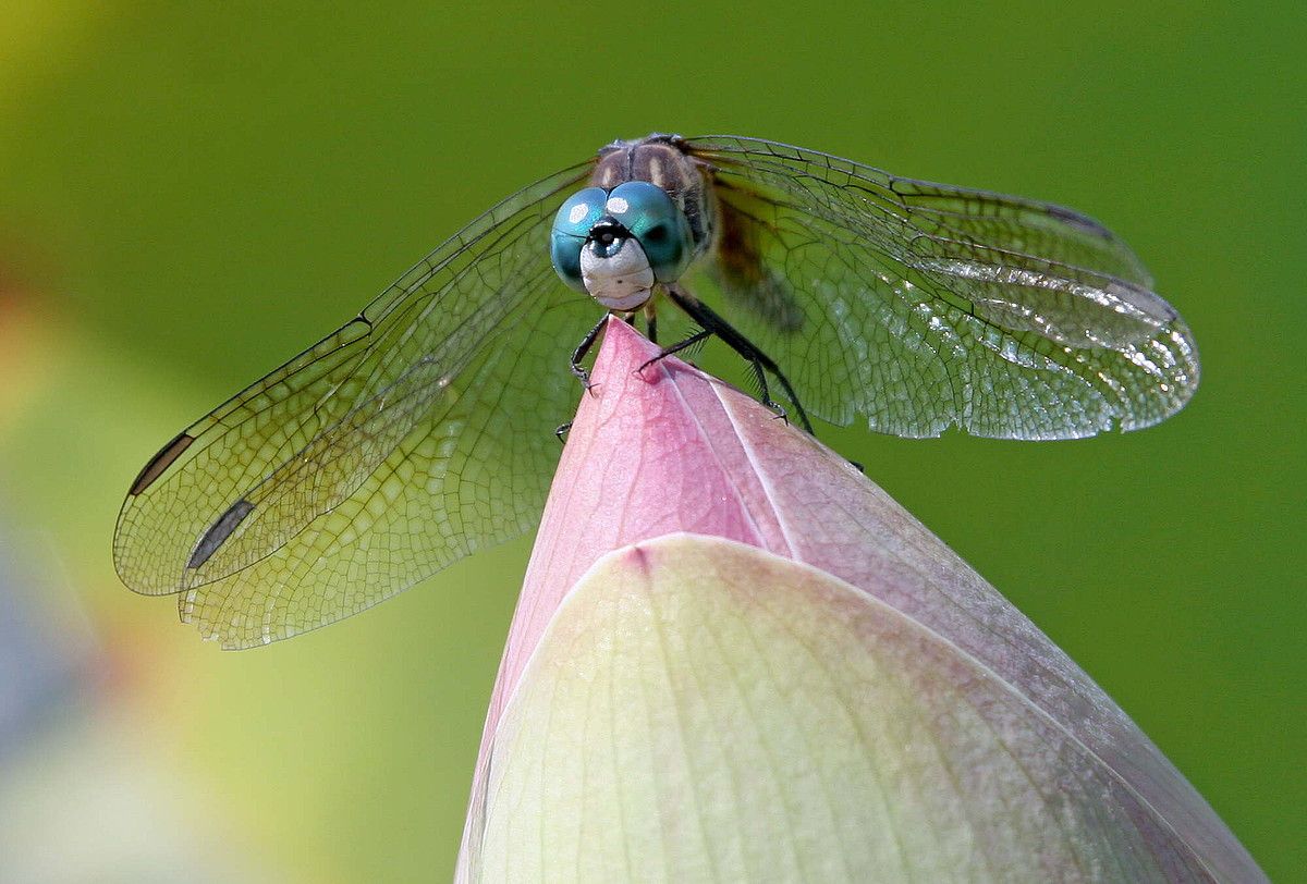 Mariorratz bat lore baten gainean, artxiboko irudi batean. MARY SCHWALM / AP PHOTO.
