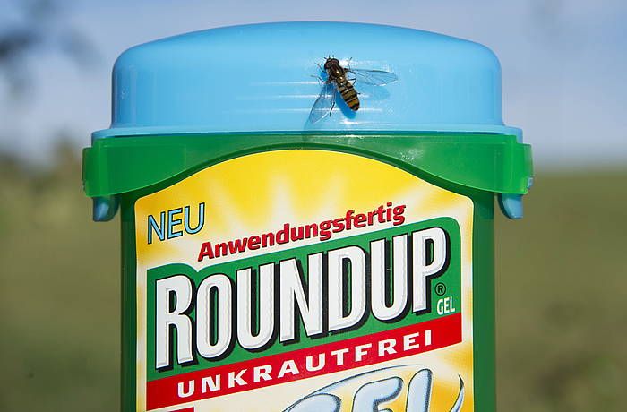 Glifosatoan oinarritutako Monsanto konpainiaren Round Up herbizida. STEFFEN SCHMIDT, EFE