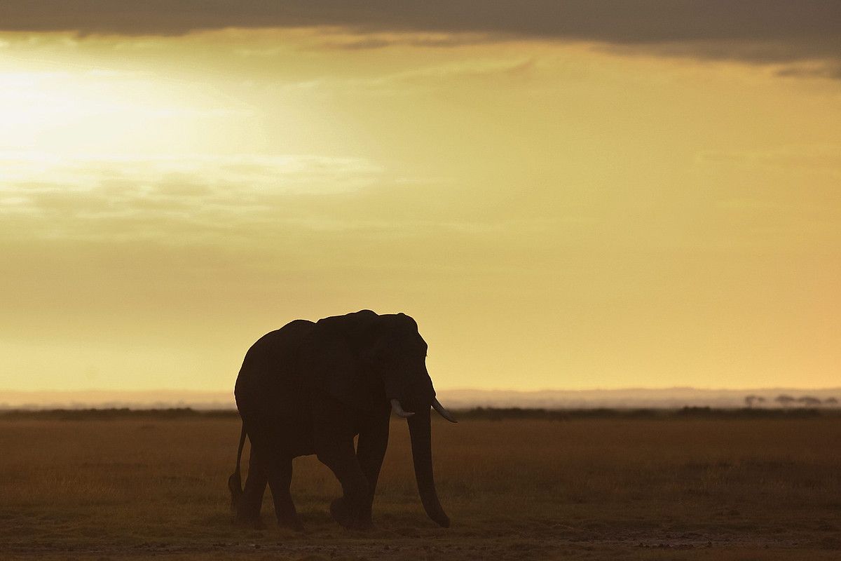 Elefante bat Kenyako eremu babestu batean, artxiboko irudi batean. DAI KUROKAWA / EFE.