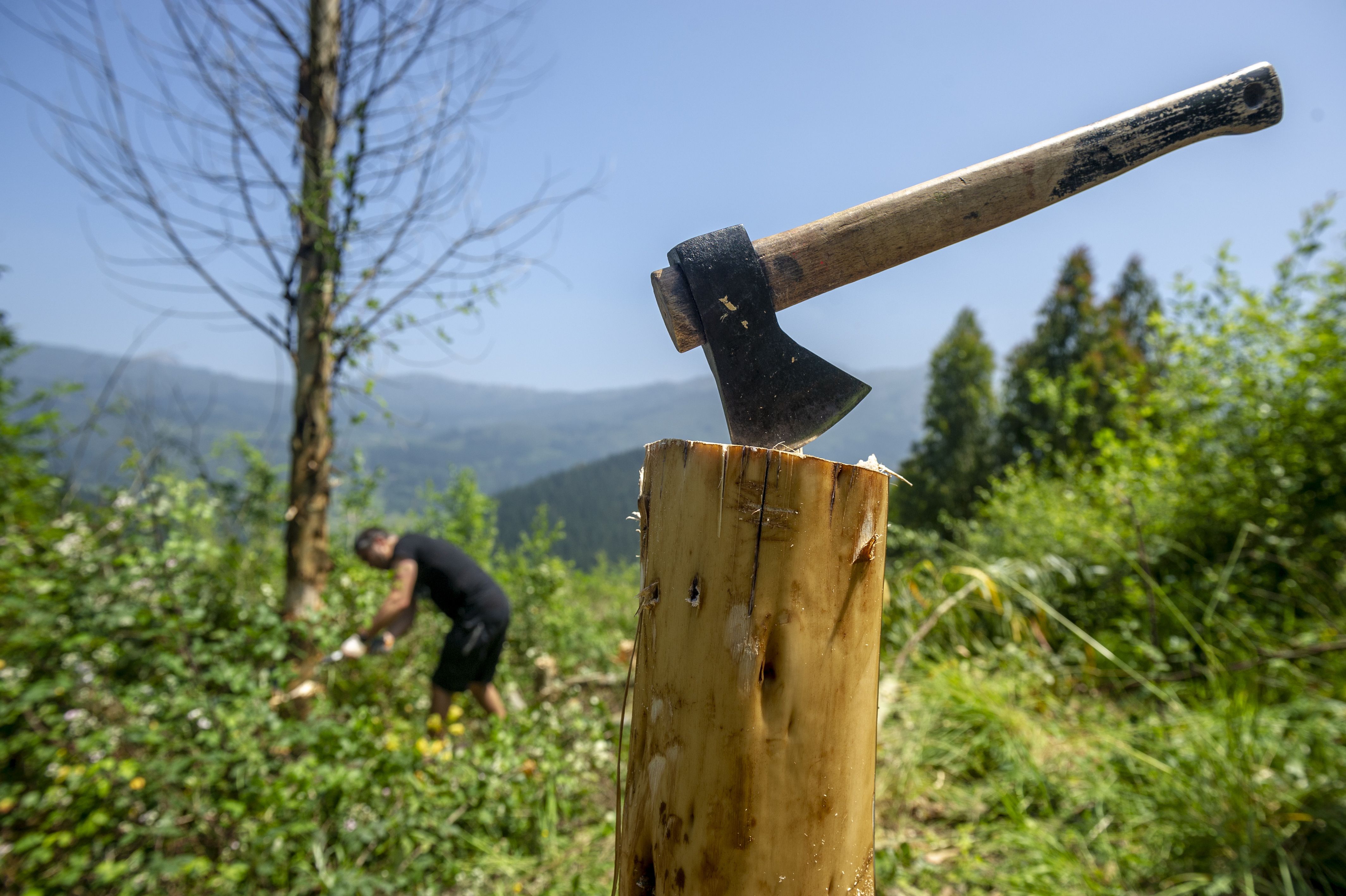 Dimako (Bizkaia) eukalipto baso bat. JAIZKI FONTANEDA / FOKU