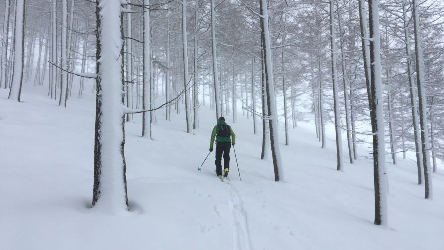 Petriketa magaleko alertze basoak. R. OLASAGASTI.