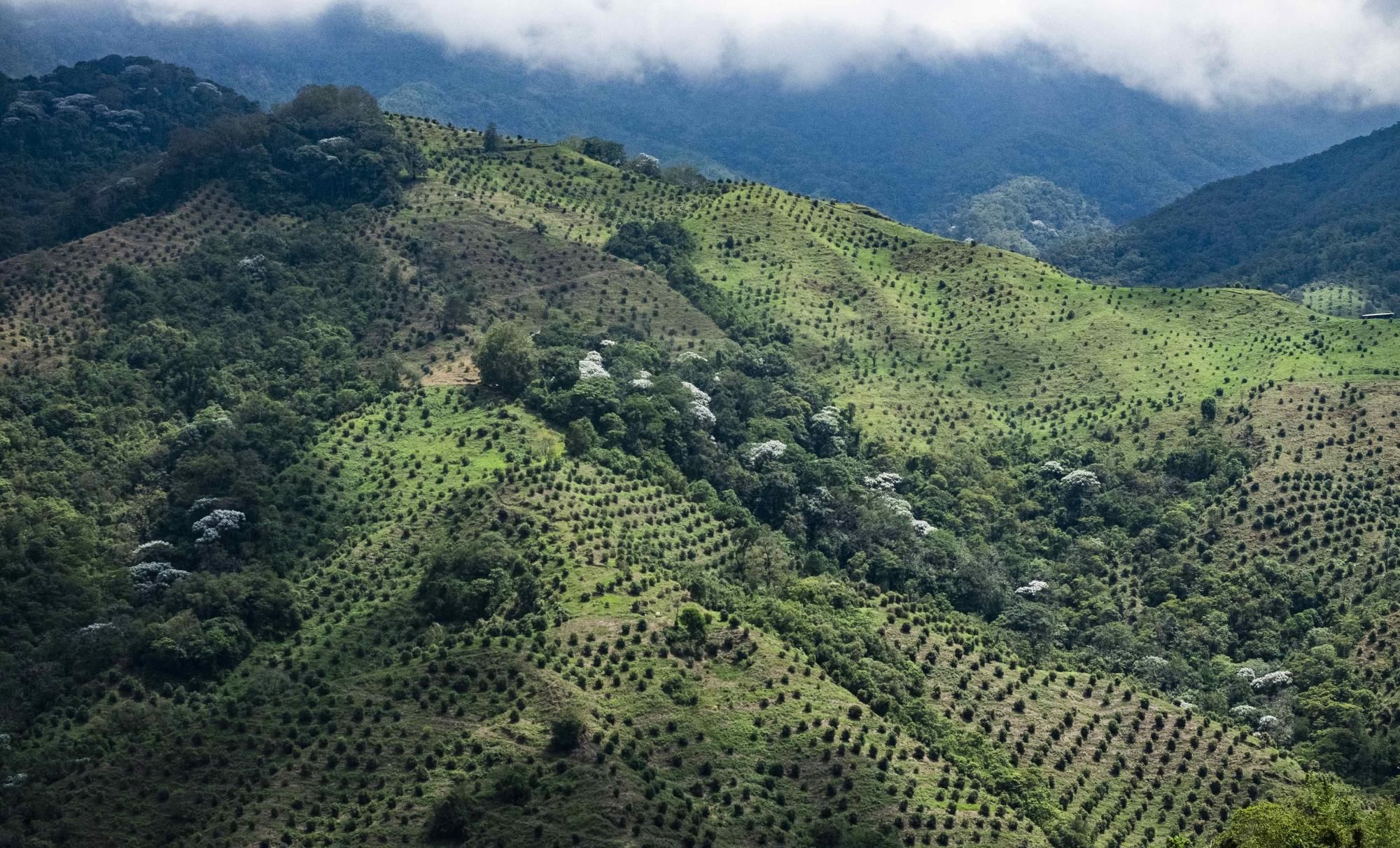 Aguakate monolaborantza bertako basoa inguratzen eta sitiatzen, Kolonbiako Cajamarca inguruan. Ferran Forne