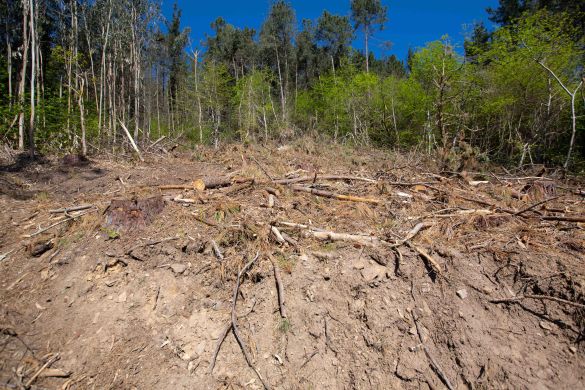 Pinua mozteko matarrasa teknikaren eragina lurrean, Busturialdean. HIBAI AGORRIA