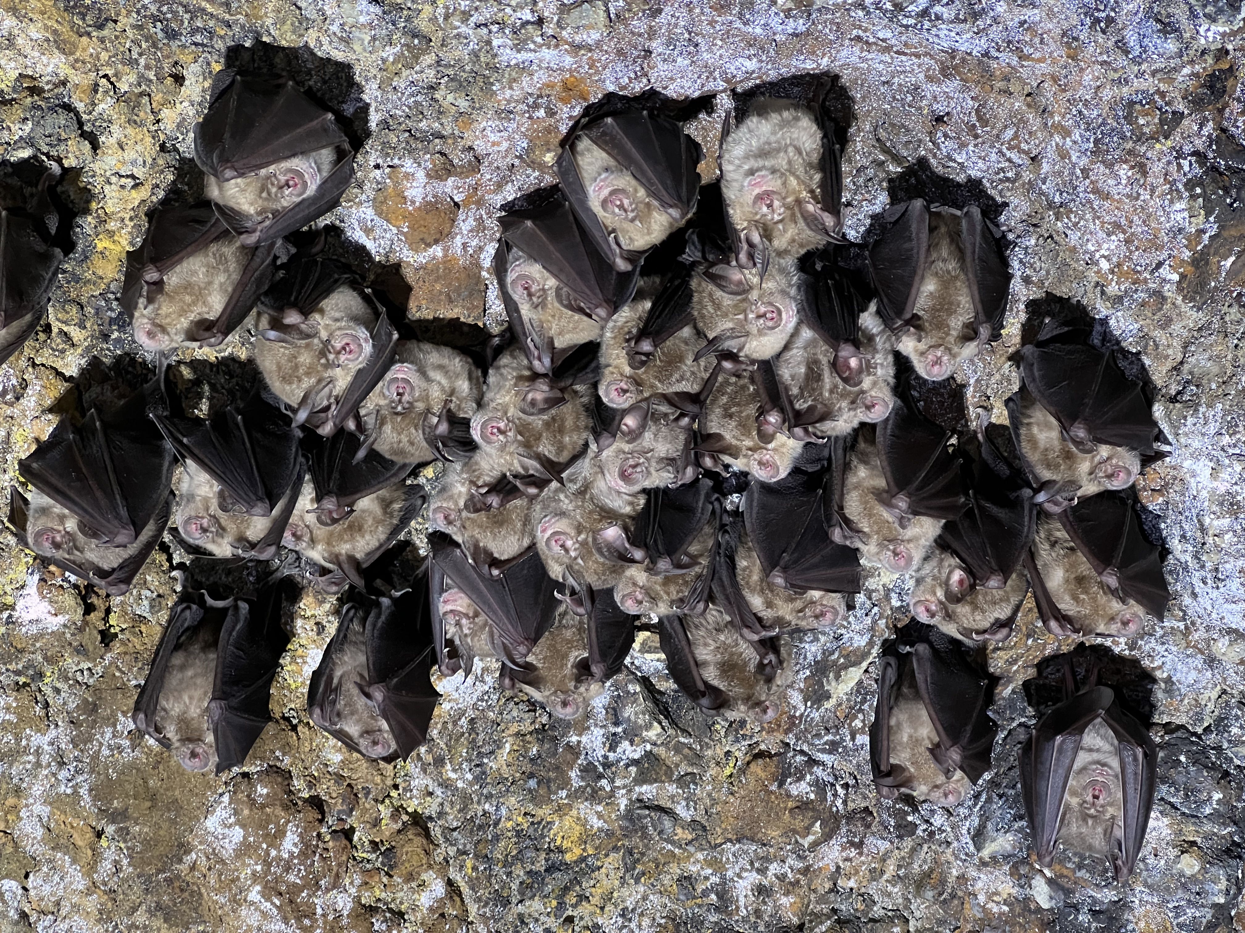 Saguzar batzuk buruz behera, kobazulo batean. ION FONTENLA / NATURTZAINDIA