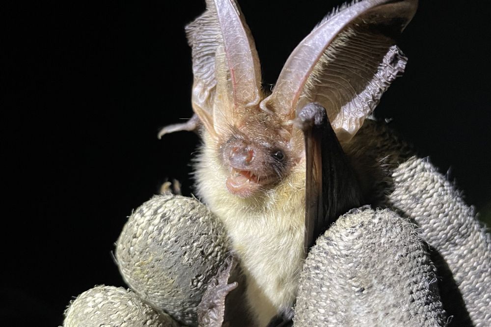 Saguzar belarrihandi bat, eskuetan hartuta. ION FONTENLA