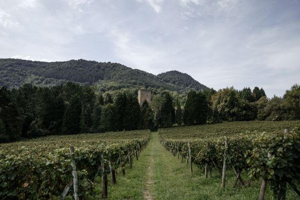Galdamesko Torre de Loizaga txakolinaren mahastiak, joan den irailean. BIZKAIKO TXAKOLINA JATORRI DEITURA Galdamesko Torre de Loizaga txakolinaren mahastiak, joan den irailean. BIZKAIKO TXAKOLINA JATORRI DEITURA
