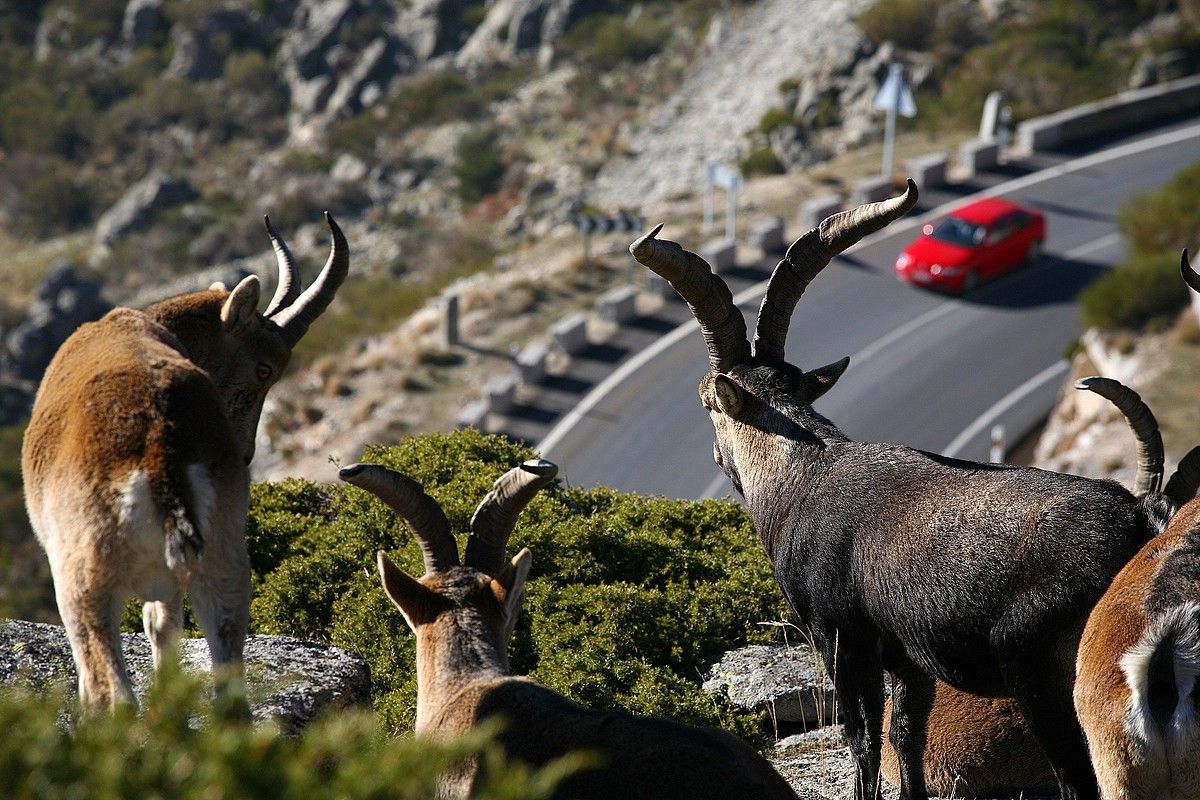 Basahuntzak, errepide baten ondoan, artxiboko irudi batean. WWF / EFE.