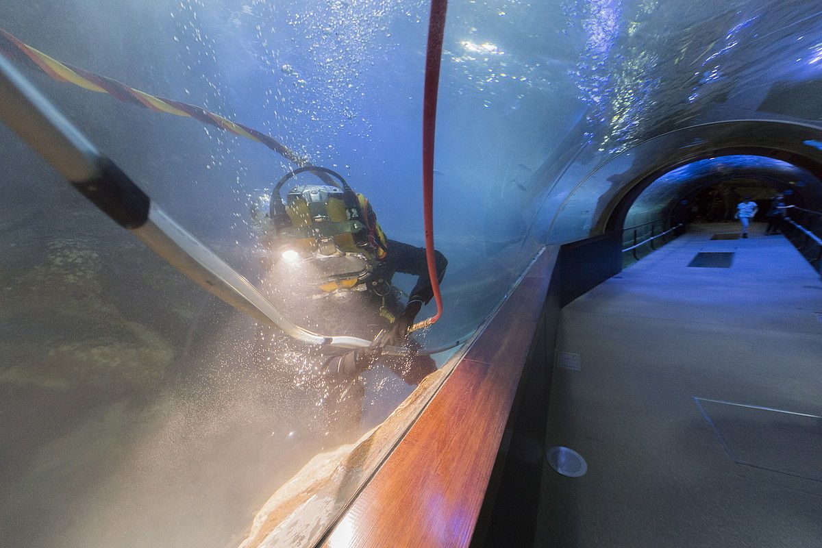Urpekari bat, Donostiako Aquariumeko tunelean mantentze lanak egiten. GORKA RUBIO / FOKU.