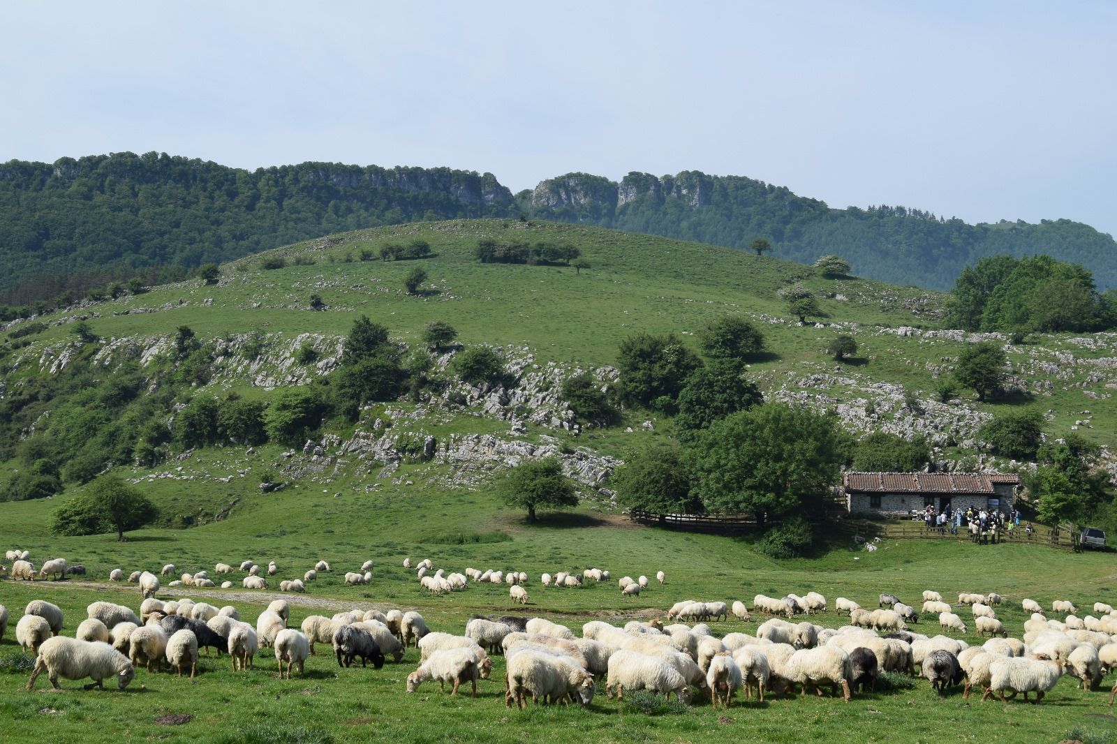 Joseba Insausti artzainaren artaldea, Esnaurreta txabolaren aurrealdean, ostegunean. ENEKOITZ TELLERIA SARRIEGI