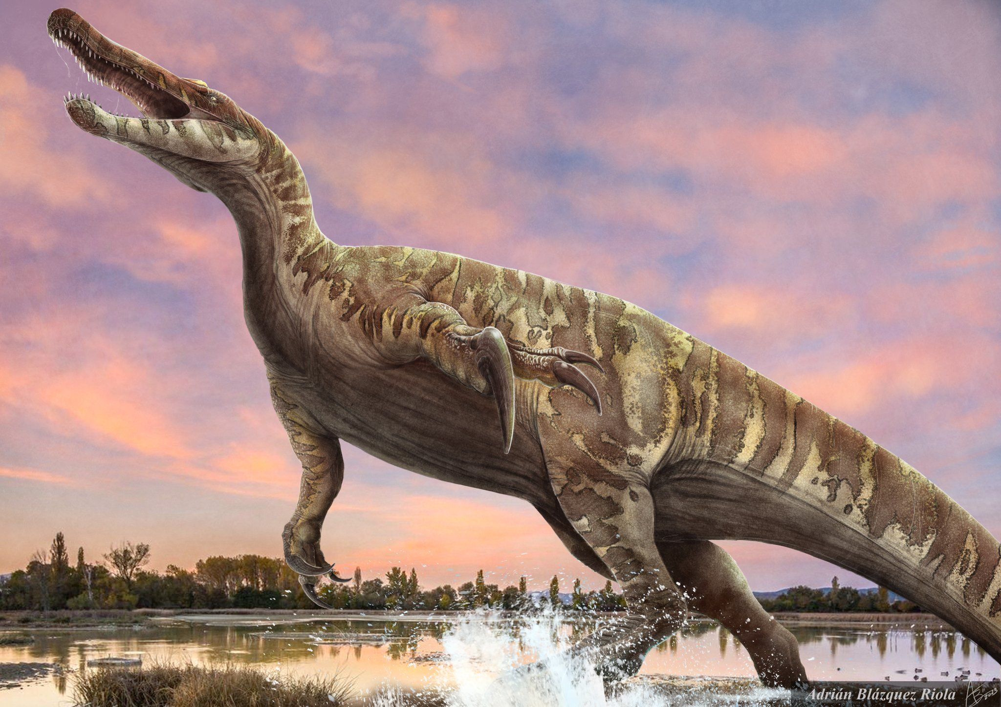 'Riojaventrix lacustris' dinosauroaren aztarnetan oinarrituta egindako ilustrazioa. ADRIAN BLAZQUEZ