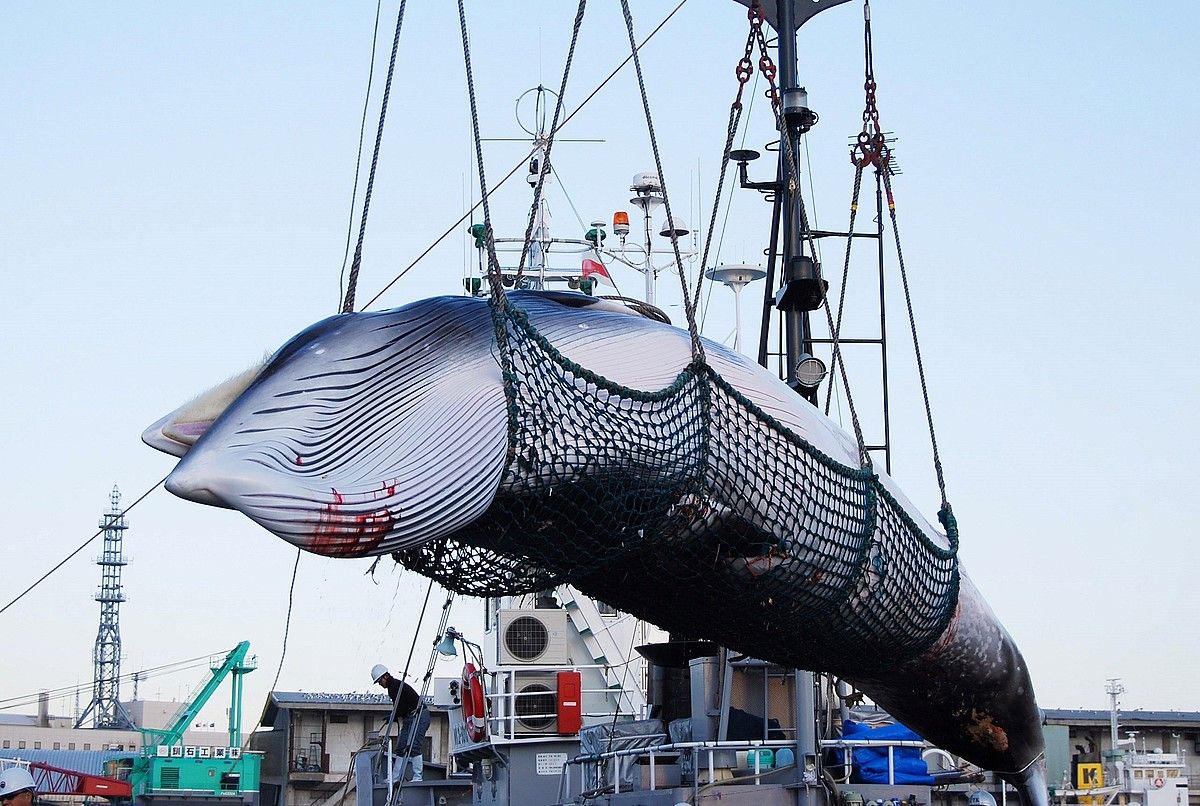 Beharginak Minke balea ale bat deskargatzen, joan den urteko irailaren 4an Kushiroko portuan (Japonia). JIJI PRESS/ EFE.