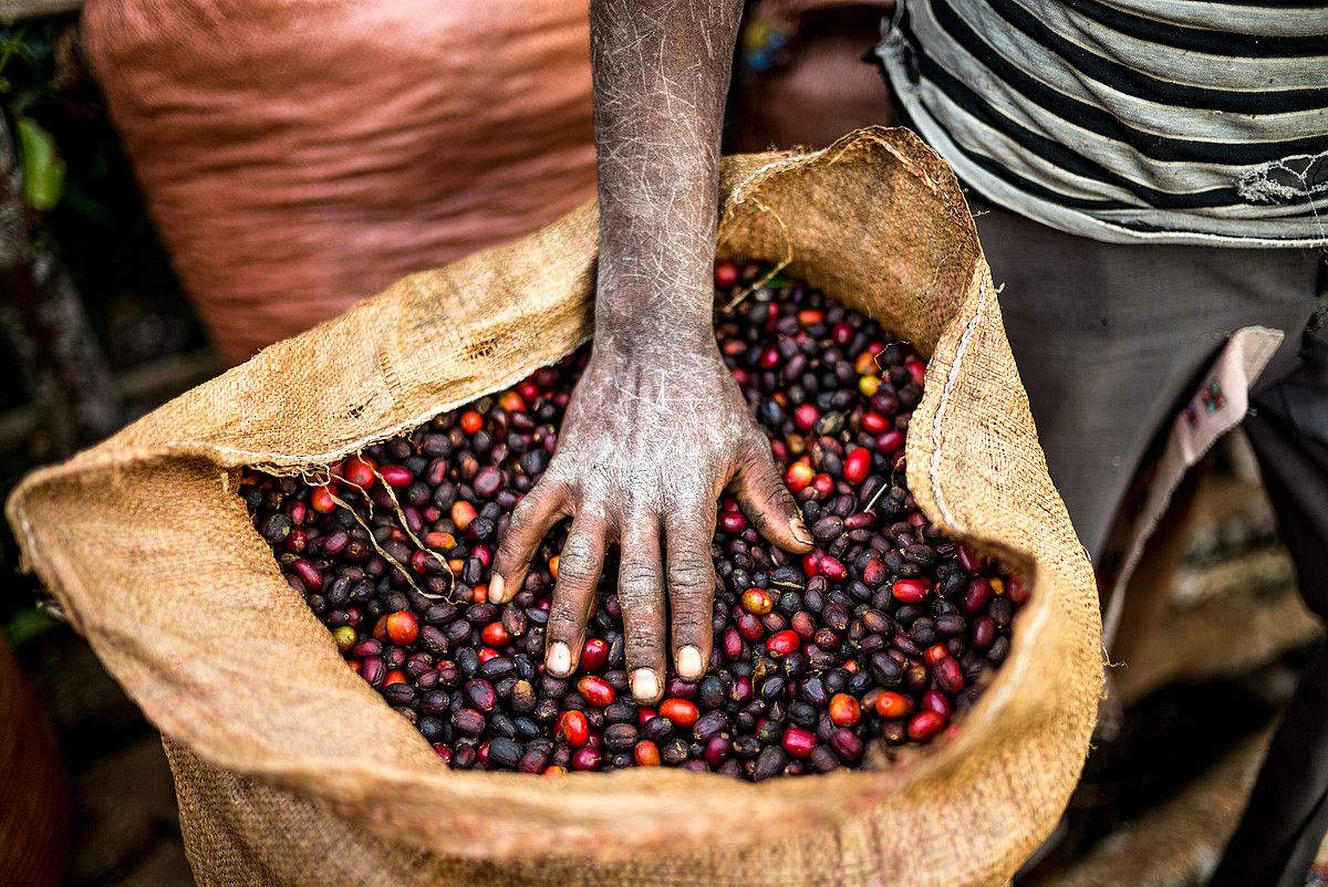 Basotik kikarara. Etiopiako erara egindako kafea. ALAN SCHALLER / UNION HAND-ROASTED COFFEE.