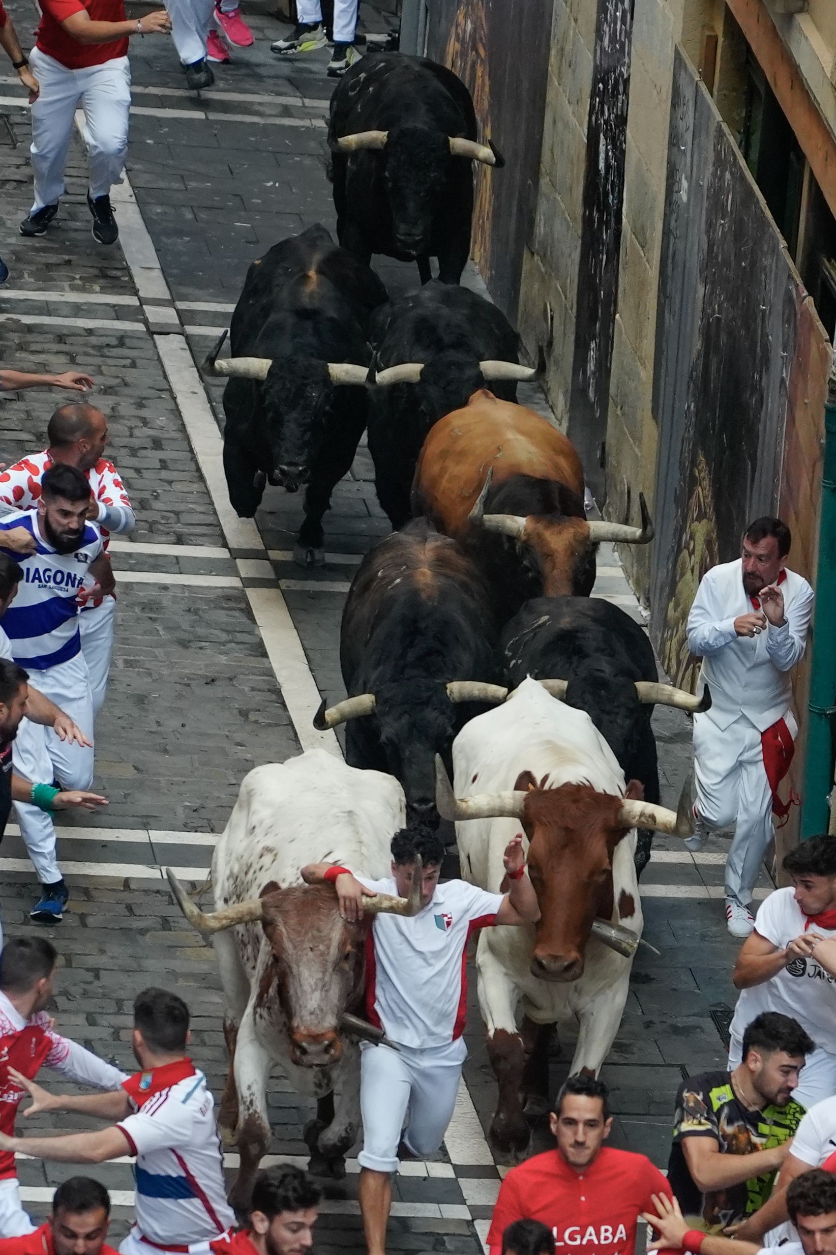 Estafeta kalean, korrikalari bat idiak saihestu nahian, sekuentzia (II). AINHOA TEJERINA / EFE. 