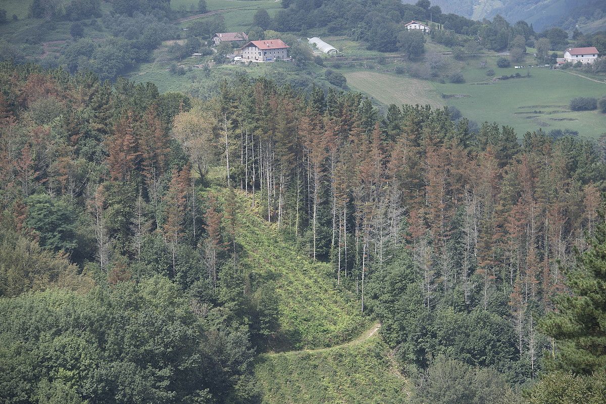 Izurriteak jotako pinudia, Beizaman (Gipuzkoa). GORKA RUBIO / @FOKU. Izurriteak jotako pinudia, Beizaman (Gipuzkoa). GORKA RUBIO / @FOKU.