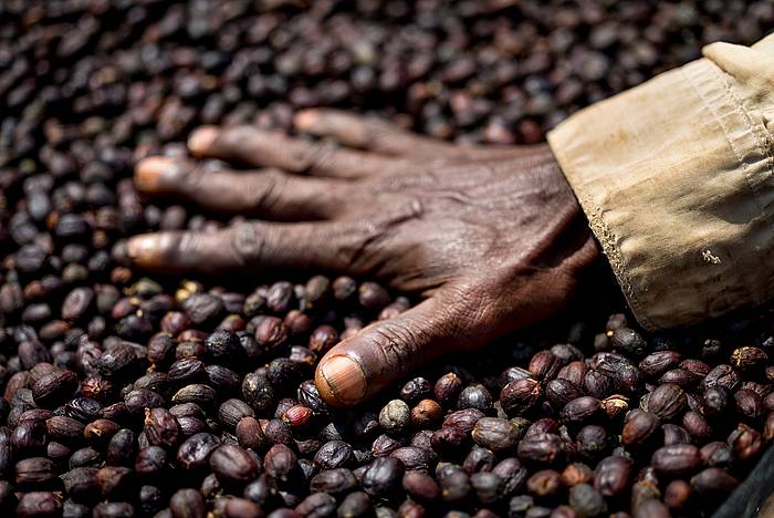 Modu naturalean lehortutako kafea, Etiopian. ALAN SCHALLER / UNION HAND-ROASTED COFFEE