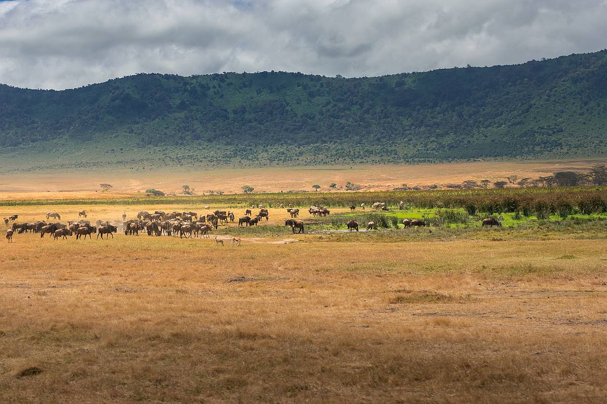 Ngorongoroko parke naturaleko kraterra, Tanzanian. WIRESTOCK / FREEPIK