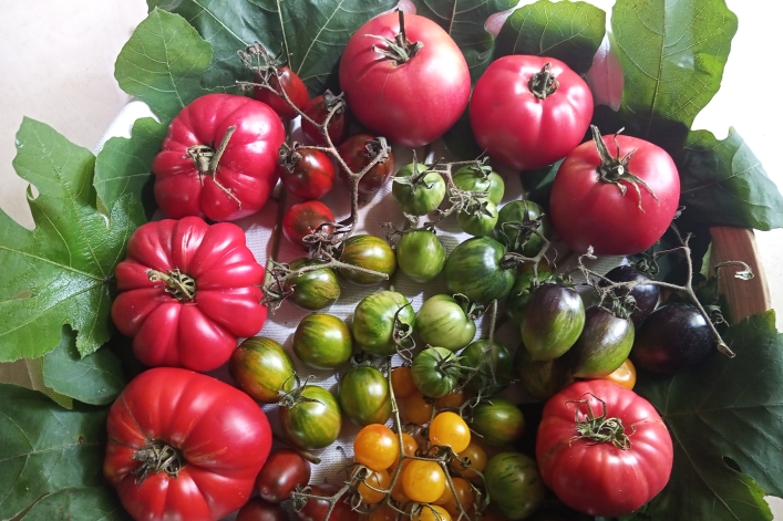 Tomate mota ezberdinak. DAVID AGIRRE Tomate mota ezberdinak. DAVID AGIRRE