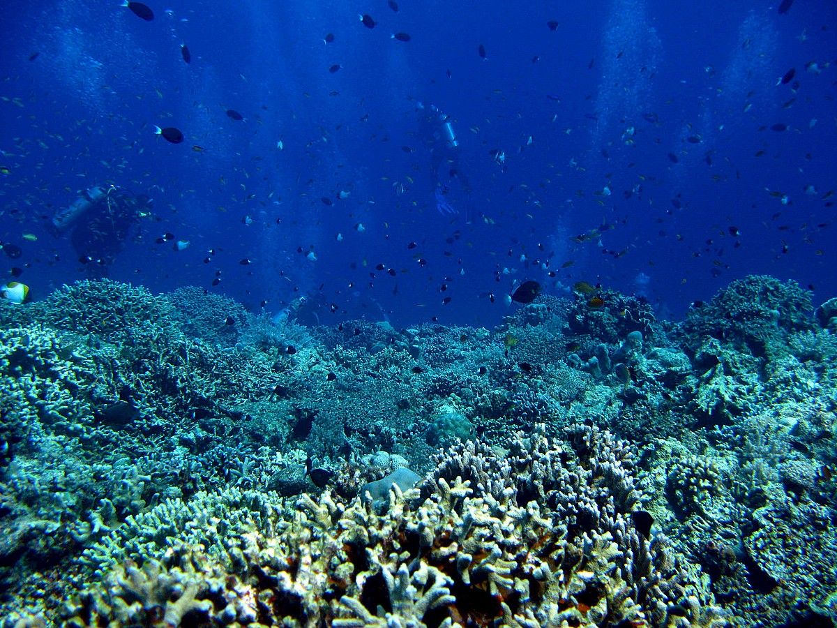 Adituen esanez, itsas ekosistemak indartzeak ekarriko luke ozeanoek karbono dioxido gehiago xurgatzea eta denboraleetatik hobeto babestea. D. M. SABANGAN / EFE.