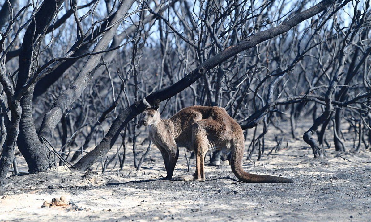 Baso suteek erabat suntsitu dute kanguruen habitata, besteak beste. DAVID MARIUZ / EFE.
