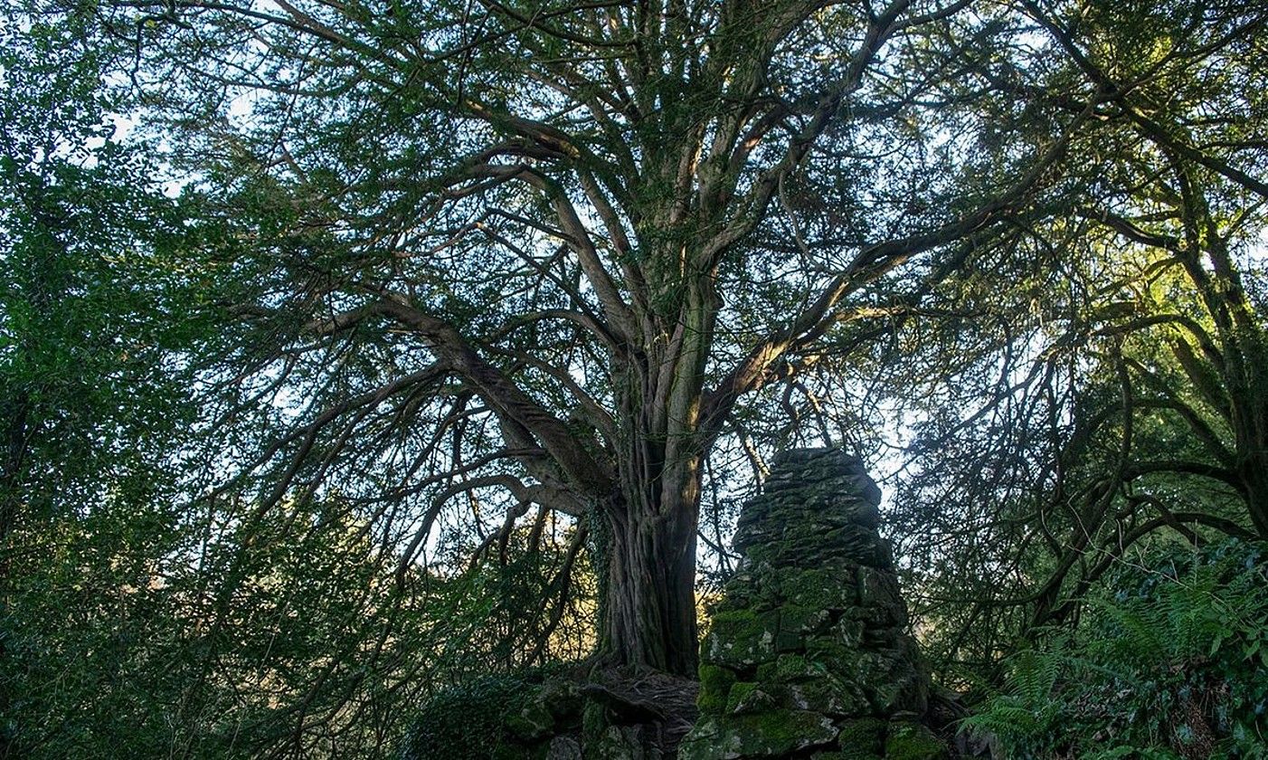 BLARNEY CASTLE ESTATE. BLARNEY CASTLE ESTATE.
