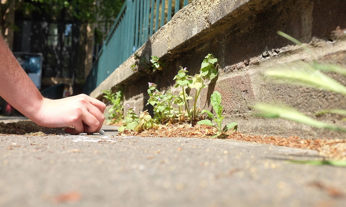 Huntza. Hedera, Frantzian, Sauvages de ma rue egitasmoan. ELODIE MASSEGUIN.