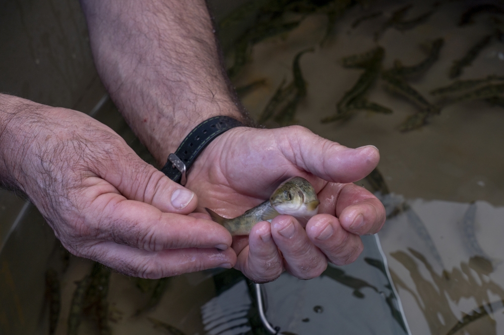 KANTAURIBAI KANTAURIBAI