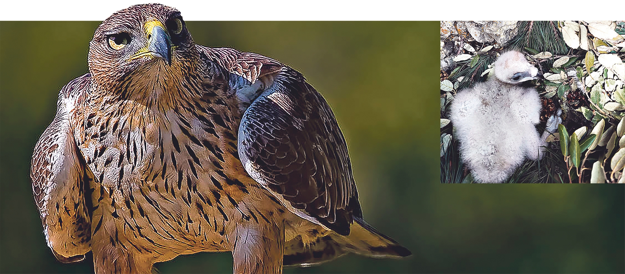 Bonelli arrano baten irudia, alboan Entzia txita duela. BERRIA