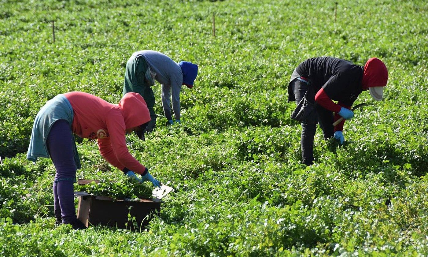 Migratzaileak lanean, Oxnarden, Kalifornian. IVAN MEJIA / EFE.