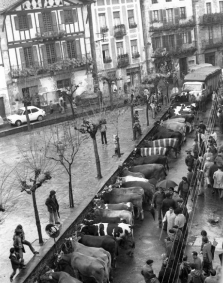 Behiak Lesakako plazan, udalak sortu berri duen artxiboko argazkietako batean. LESAKAKO UDALA Behiak Lesakako plazan, udalak sortu berri duen artxiboko argazkietako batean. LESAKAKO UDALA