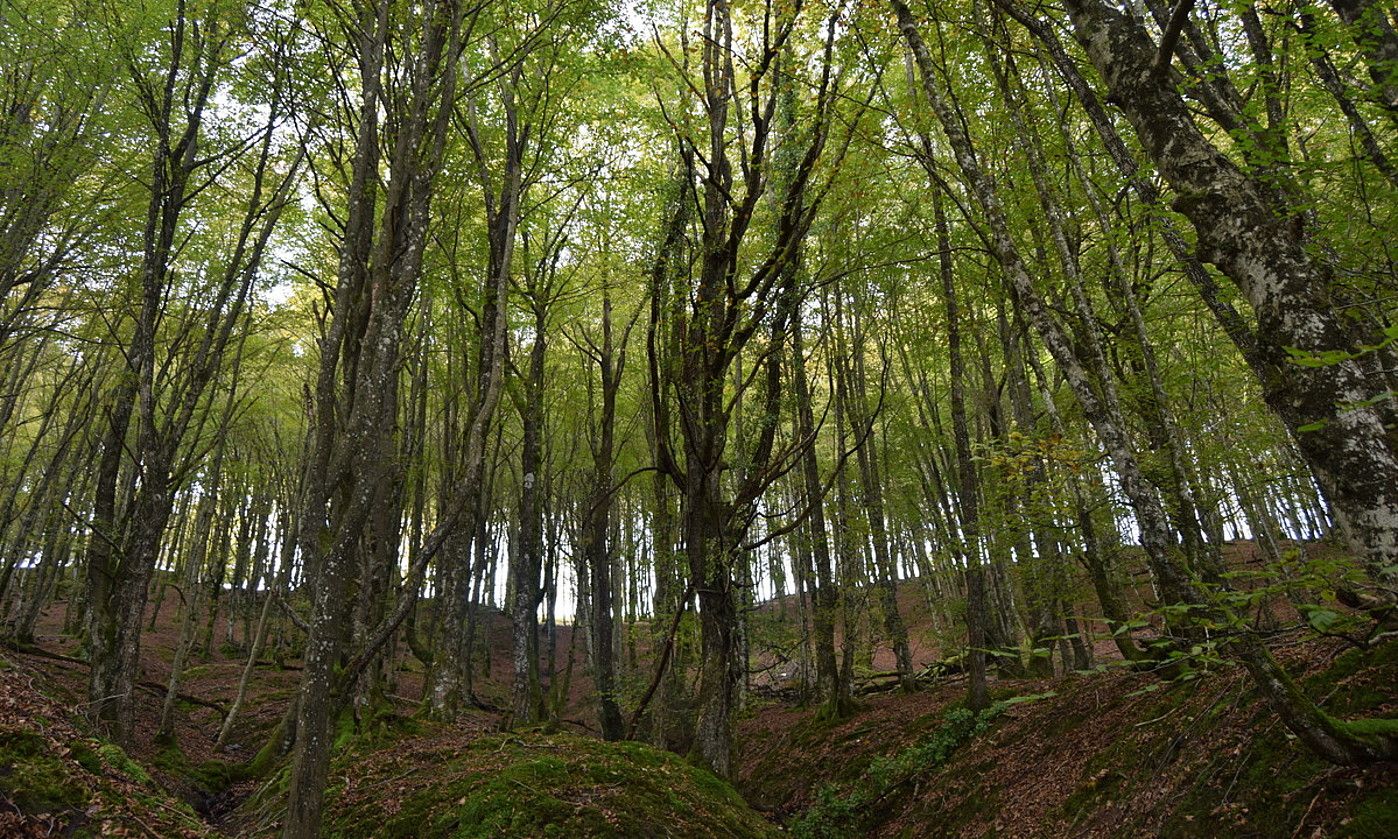 Onddoak basoan, irten berritan eta saskian. E. T. S.