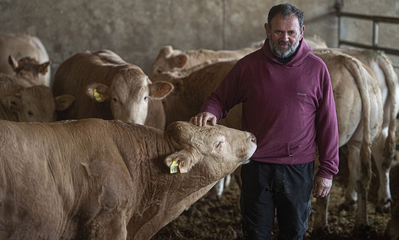 Behiekin eta zerealarekin lan egiten du Fermin Gorraizek, Agoitz inguruko lurretan. JAGOBA MANTEROLA / FOKU. Behiekin eta zerealarekin lan egiten du Fermin Gorraizek, Agoitz inguruko lurretan. JAGOBA MANTEROLA / FOKU.