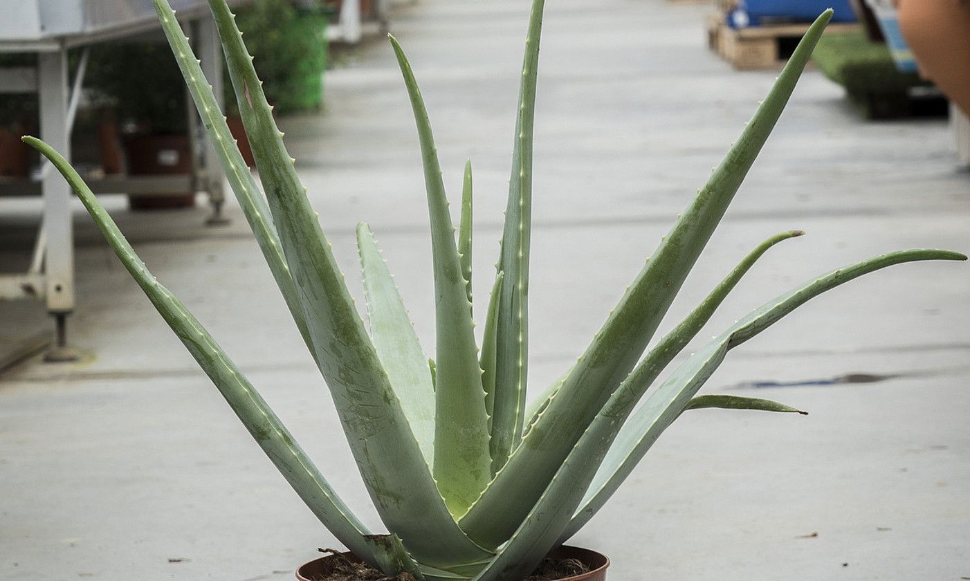 Oreka belar dendan eskuragarri daude aloe verarekin eginiko produktuak. JON URBE / FOKU.