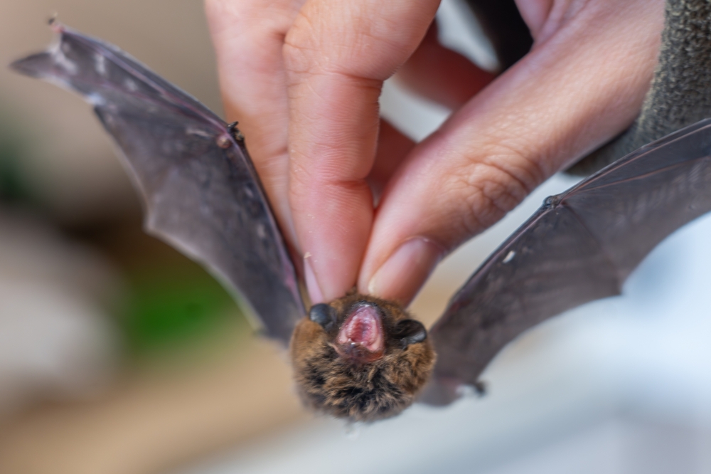 Geroz eta saguzar gehiago jasotzen eta artatzen dituzte Basabizin. Argazkikoa, pipistrelo txiki bat da ('Pipistrellus pipistrellus'). ANDONI CANELLADA / FOKU Geroz eta saguzar gehiago jasotzen eta artatzen dituzte Basabizin. Argazkikoa, pipistrelo txiki bat da ('Pipistrellus pipistrellus'). ANDONI CANELLADA / FOKU