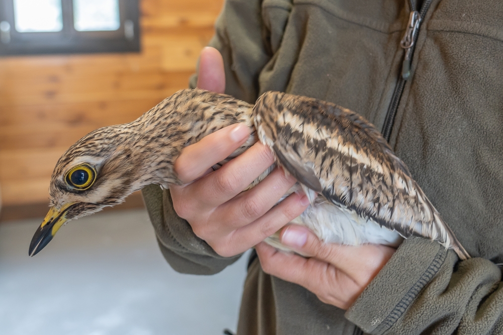 Hegazti zangaluze eder bat da atalarra ('Burhinus oedicnemus'). Basabizikoari kolpea osatu zaio, baina ez da jaten ari. ANDONI CANELLADA / FOKU Hegazti zangaluze eder bat da atalarra ('Burhinus oedicnemus'). Basabizikoari kolpea osatu zaio, baina ez da jaten ari. ANDONI CANELLADA / FOKU