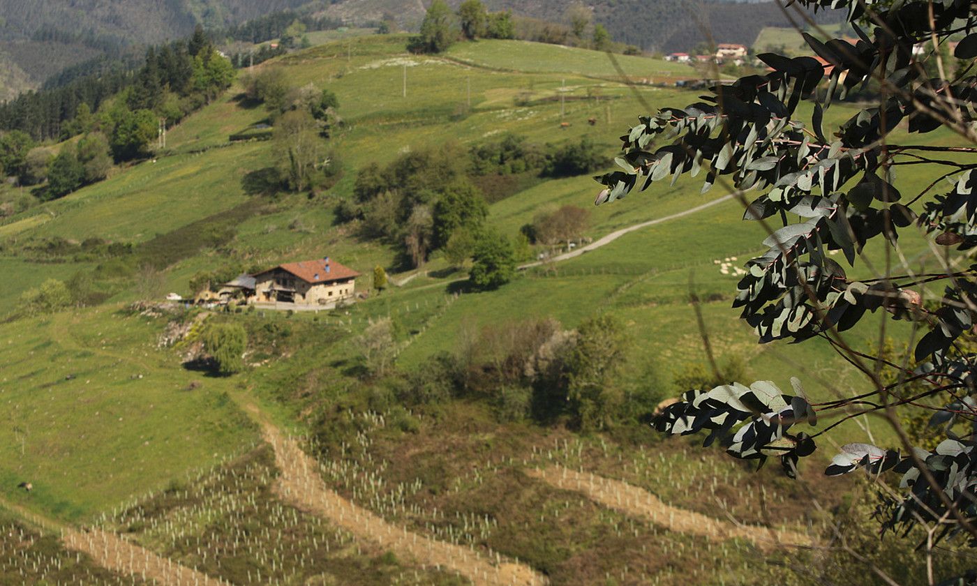 Muxikan (Bizkaia), Undabaso eremuanlandatzen ari diren sailetako batzuk. OSKAR MATXIN / FOKU.