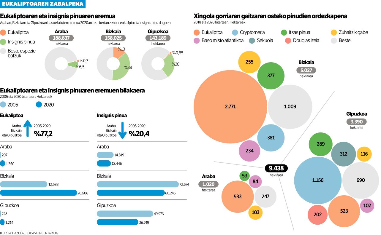 PINUEN LEKUA, EUKALIPTOENTZAT.