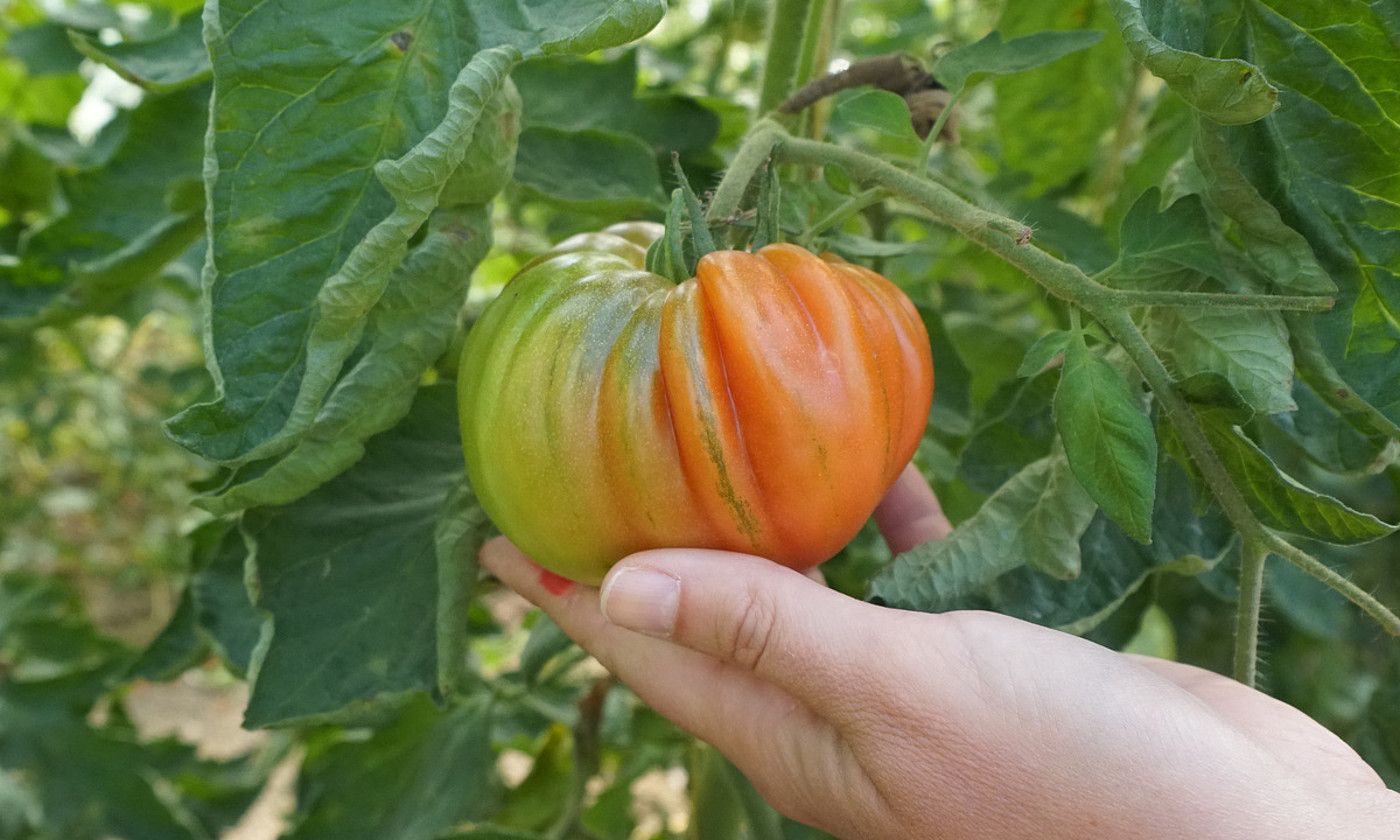 Jack motako tomatea, Karabeleko etxaldean. GOTZON ARANBURU / FOKU.