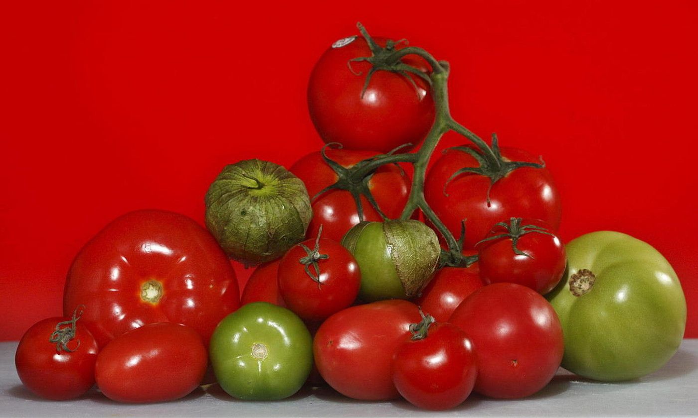 Mota ezberdinak. Tomate mota ezberdin asko daude. Euskal ikerlariak tokiko tomatearen inguruan ari dira lanean, batik bat. JOHN WATSON-RILEY / EFE.