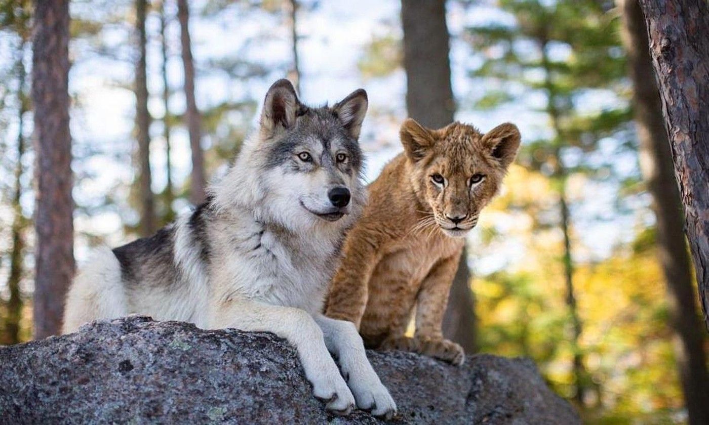 Filmeko hiru protagonistetako bi: otsokumea eta lehoikumea. LE LOUP ET LE LION.