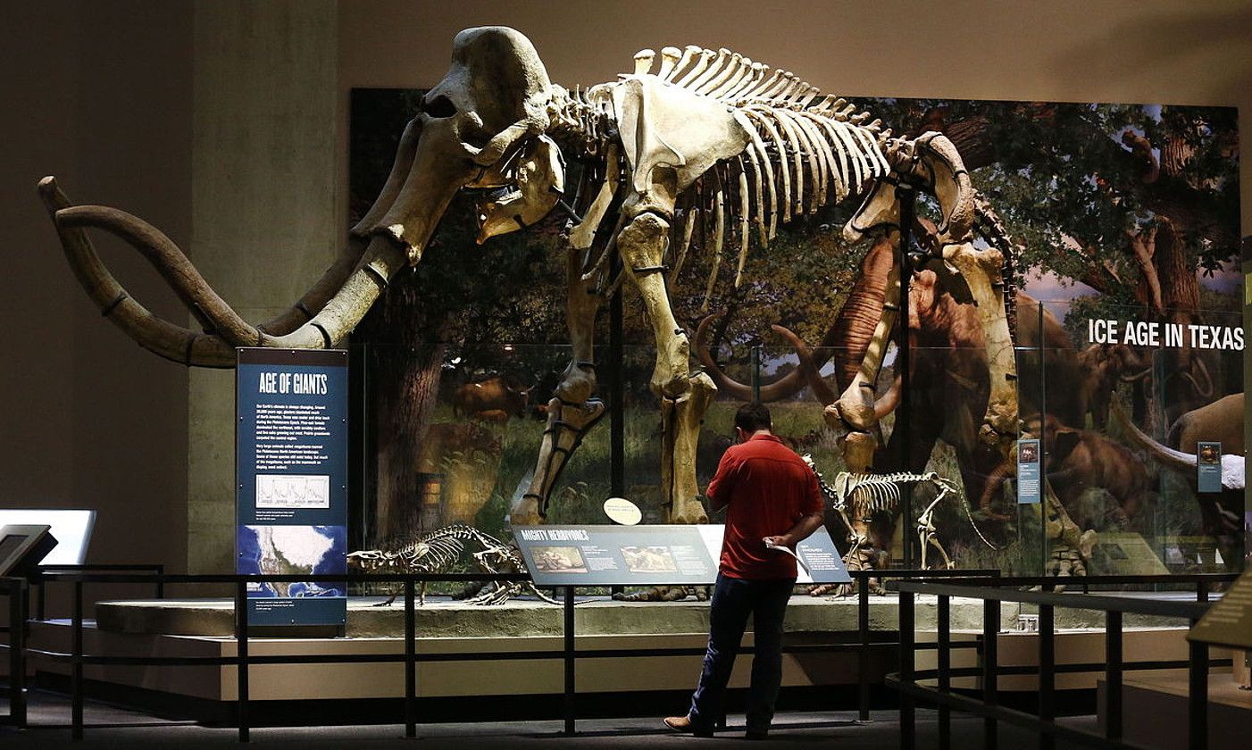 Yuka, aurreko hamarkadan Siberian (Errusia) hormaturik aurkitu zuten mamuta. KIYOSHI OTA / EFE.
