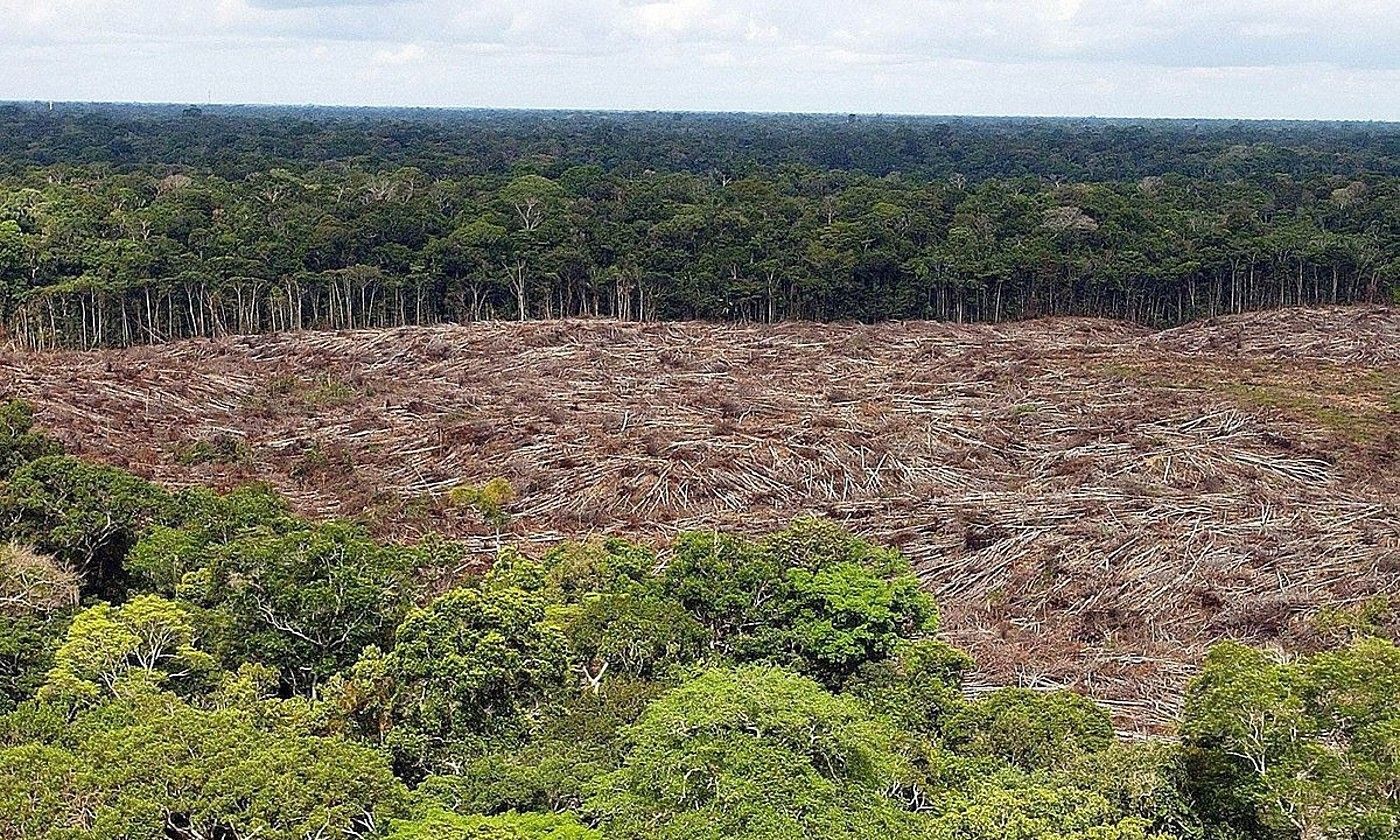 Moztutako zuhaitz multzo bat, Brasilgo Amazoniako baso batean, artxiboko irudi batean. MARCELO SAYAO / EFE.