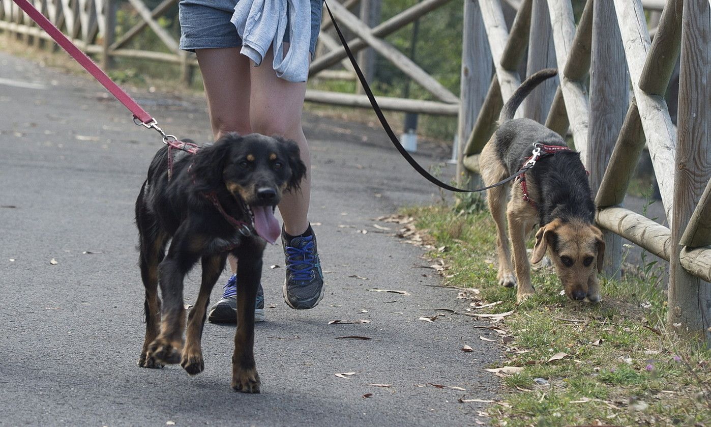 Txakur batzuk paseoan, Trapagaranen (Bizkaia), artxiboko irudi batean. MONIKA DEL VALLE/ FOKU. Txakur batzuk paseoan, Trapagaranen (Bizkaia), artxiboko irudi batean. MONIKA DEL VALLE/ FOKU.