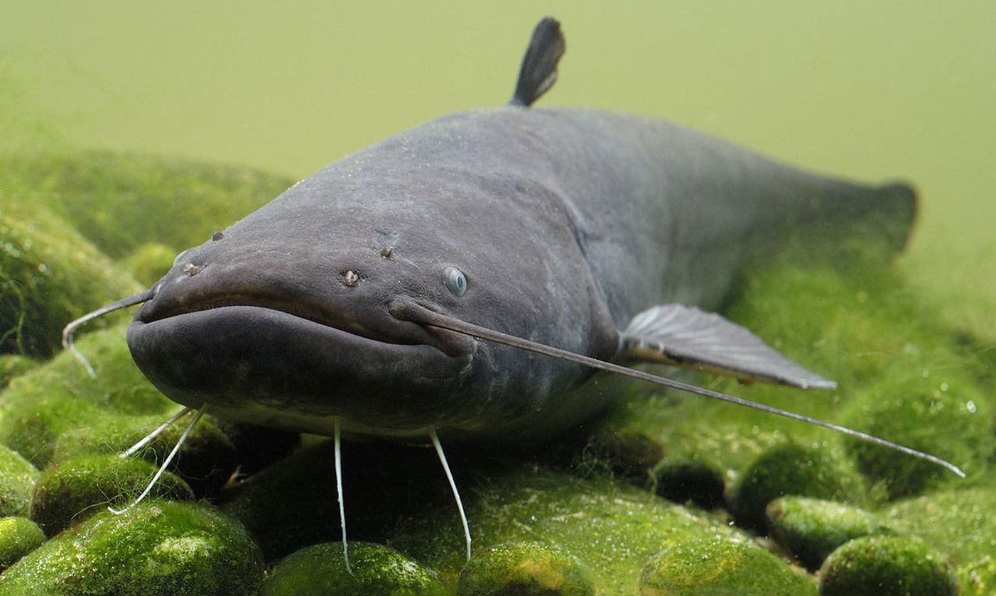 Siluru gazte bat (Silurus glanis), urtegi baten hondoan. BERRIA.