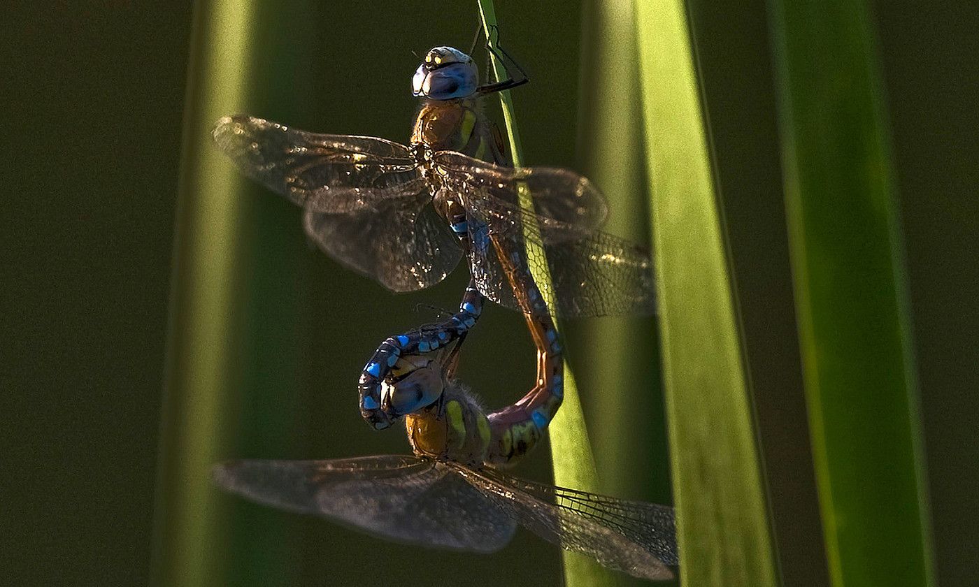 Habe ibiltaria. Aeshna mixta (Latreille, 1805). Irudian, bi burruntzi ugaltzen, Usurbilen (Gipuzkoa), Aginaga urmaelean. JUAN CARLOS RUIZ / ARGAZKI PRESS.