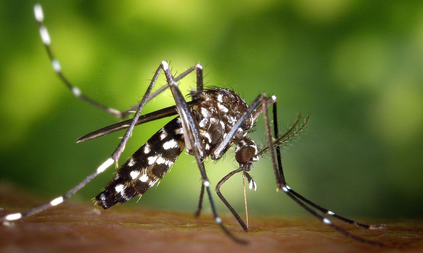 Eltxo tigrea (Aedes albopictus) Euskal Herriko gero eta leku gehiagotan dago. JAMES GATHANY, USCDCP. Eltxo tigrea (Aedes albopictus) Euskal Herriko gero eta leku gehiagotan dago. JAMES GATHANY, USCDCP.