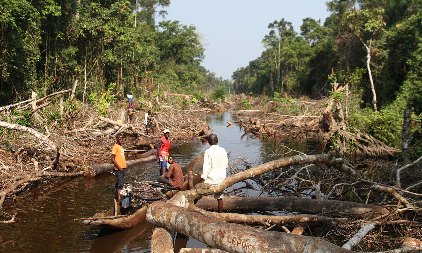 Deforestazioaren bilakaerari buruzko azken txostenaren arabera, Kongok bere basoen %35 galdu zituen 2001etik 2021era. OSKAR EPELDE JULDAIN. Deforestazioaren bilakaerari buruzko azken txostenaren arabera, Kongok bere basoen %35 galdu zituen 2001etik 2021era. OSKAR EPELDE JULDAIN.
